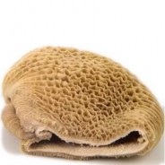 Bucho de Boi - COD.8085